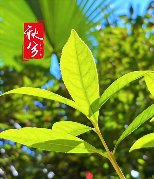 大本营智慧分享