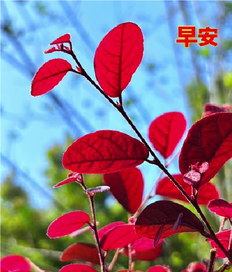 大本营智慧分享