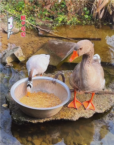 大本营智慧分享