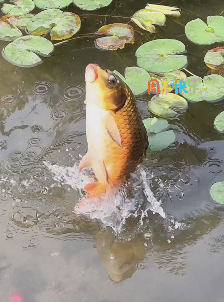 大本营智慧分享