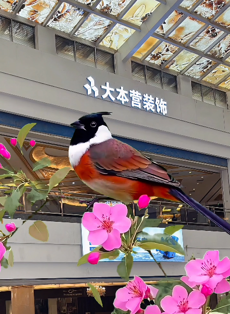 大本营早餐来了