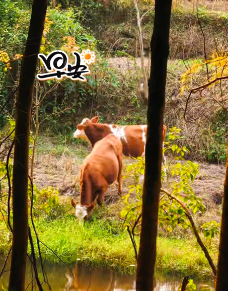 大本营早餐来了