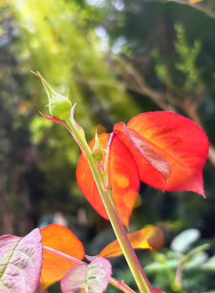 大本营早餐来了