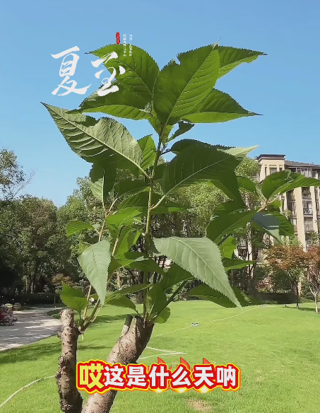 大本营早餐来了