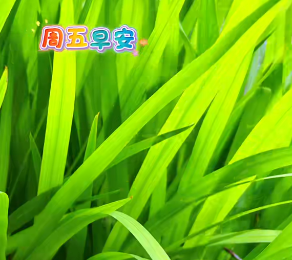 大本营早餐来了