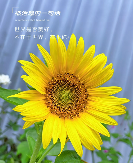 大本营早餐来了